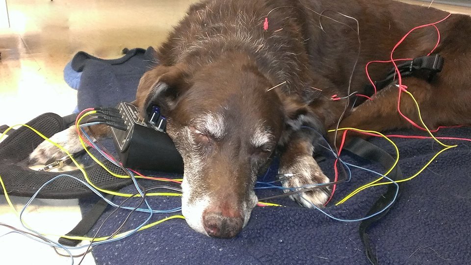 Old chap having elctro-acupuncture