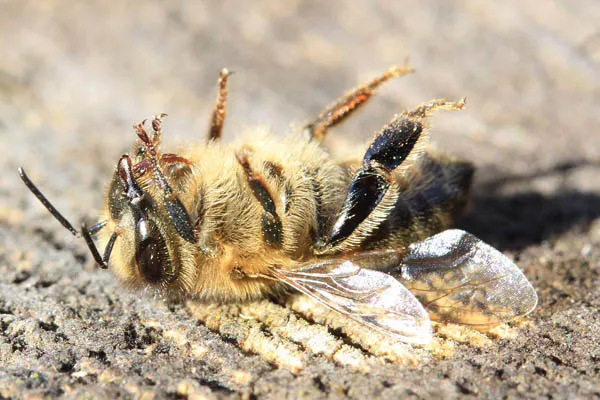 bees are being killed