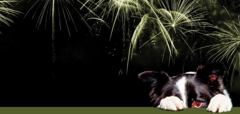Fear of Fireworks and Loud Noise