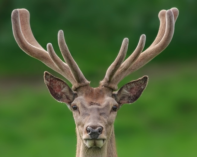 Dental Health  Formula