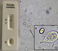 Dog & Cat Lungworm Kit