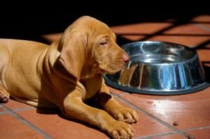 PANCREATITIS in dogs food intolerance