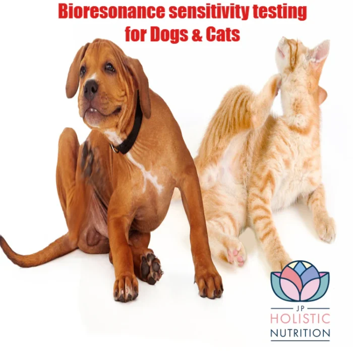 Allergy testing for Pets and horses