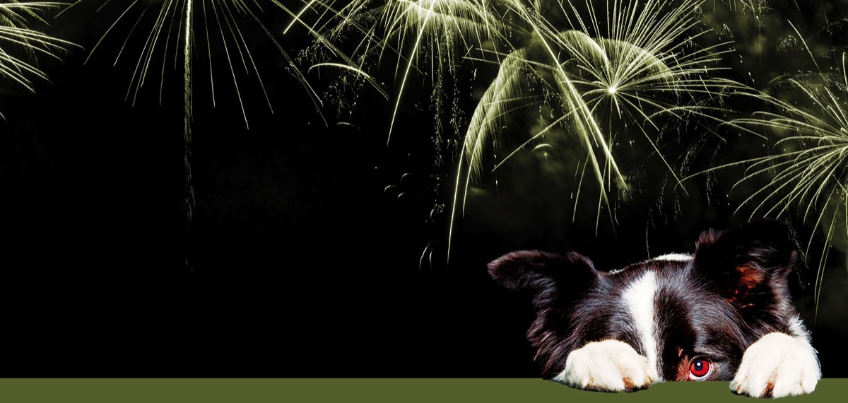 Fear of Fireworks and Loud Noise