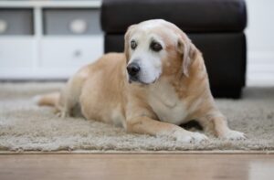 An old labrador