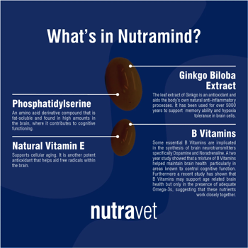 imgThumb-79 Nutramind Capsules